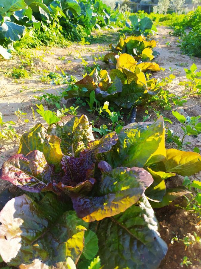 Myparadise-Farm Villa In The Centre Of South Crete Kalamaki  Buitenkant foto
