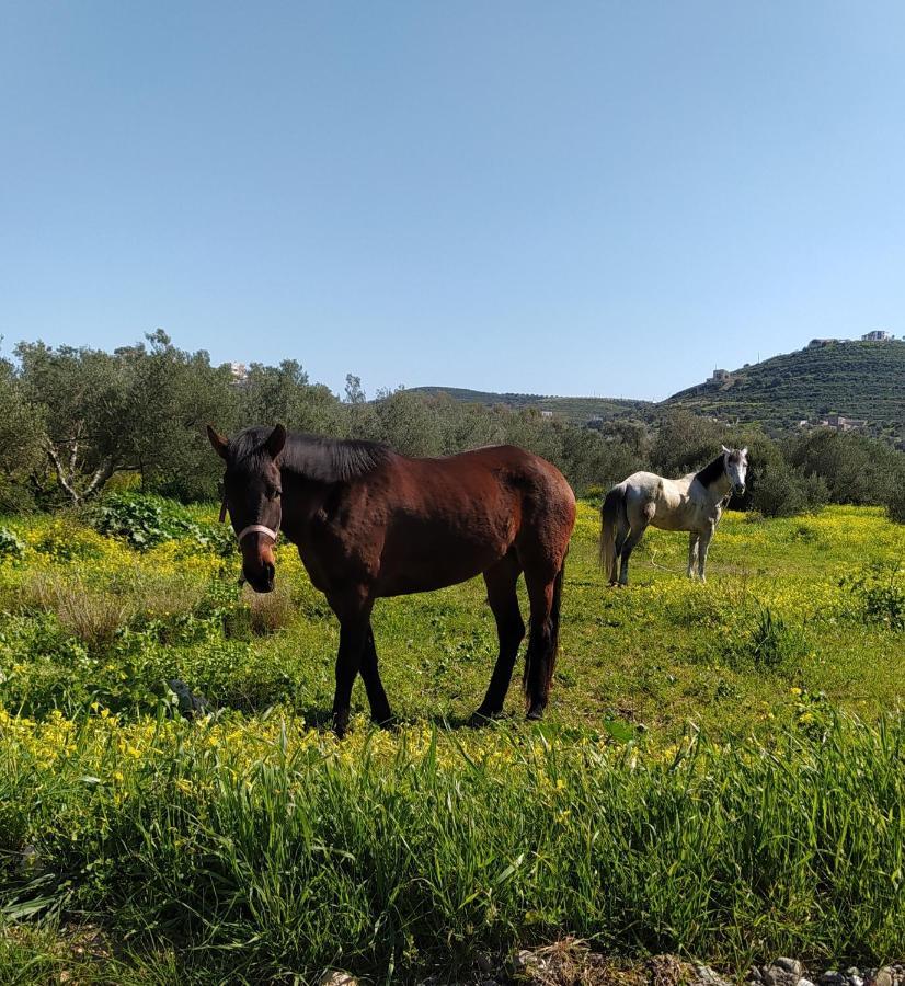 Myparadise-Farm Villa In The Centre Of South Crete Kalamaki  Buitenkant foto
